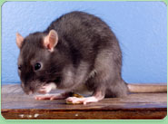 rat control Bromley